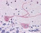 MANF / ARMET Antibody (C-Terminus)